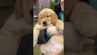 Cute little fluff ball!! #shorts #puppy #goldenretriever