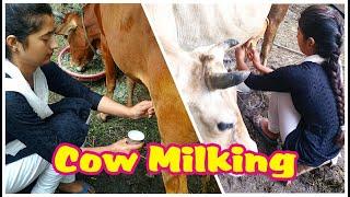 cow milking | Full Cow Milking by hand | Our village Lifestyle