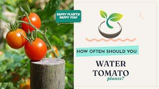 How Often Should You Water Tomato Plants? - Gardening 101