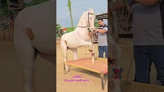 Rupal stud farm jodha for sell mo.9724588670mo.8849146447 #rupalstudfarm#horsevideo#horse