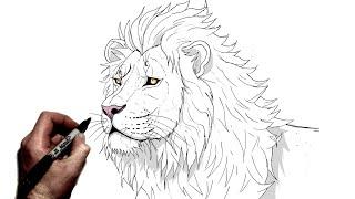 How To Draw A Lion | Step By Step