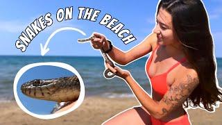 I Found SNAKES on the BEACH!