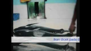 PPS Bungus Padang.wmv