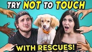 Try Not To Touch Challenge (ft. Rescue Animals! | Best Friends)