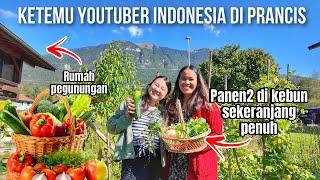 KETEMU ORANG INDONESIA KALAP PANEN BUAH SAYUR DI KEBUNNYA