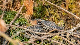 Vretenica severná - Northern viper (Vipera berus)