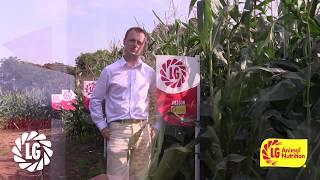 Reason Maize | Limagrain Animal Nutrition Variety