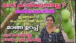 മാവ്‌ കായ്ക്കുന്നില്ലേ ? ഒക്ടോബറിൽ ഇങ്ങനെ ചെയ്‌താൽമതി.മാങ്ങ ഉറപ്പ് Mango tree flowering tips.