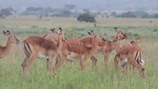 Impala in the Wild