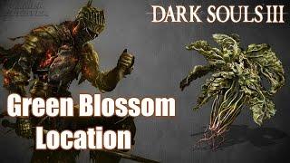 Dark Souls 3 - Green Blossom Location | How to get Green Blossom Game Guide