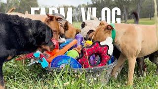 Dog Video of Dogs Playing with Donated Toys | Dog Farm Sanctuary Australia