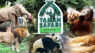 EXCITING !! BIG ANIMALS IN TAMAN SAFARI INDONESIA | INDONESIAN ZOO | BINGGO CHANNEL