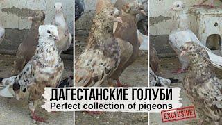 ЭКСКЛЮЗИВ! Дагестанские мраморные голуби И. Муртузалиева | Dagestan pigeons | حمامة حصرية