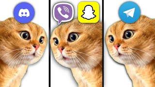 Talking Cat but Social Media ringtones