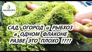 "Аквариумы сад, огород и рыбхоз в одном флаконе. Примитивизм в аквариумистике, а разве это плохо?"