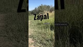 Zapal video uzbeklarga nima bolyapdi #zapaluz