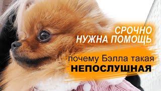 Naughty Pomeranian, Spitz collected in a course of obedience, UGS - controllable city dog