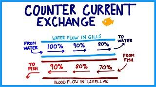 Fish Respiration