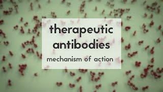Therapeutic antibodies (Part 2): mechanism of action