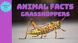 Amazing Grasshoppers: Secrets of Nature's High Jumpers