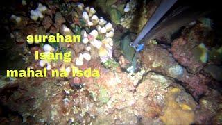 NIGHT SPEARFISHING  unang sabak sa panahon ng amehan..