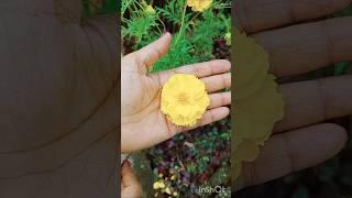 Cosmos Bright Yellow Flower Blooming #short #cosmos #blooms #gardening