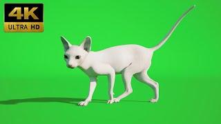 031 - Green Screen | Chroma Key | Animal 4K | Cat