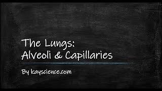 Alveoli and Capillaries | The Lungs | GCSE Biology (9-1) | kayscience.com