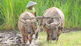 Traditional! Plowing The Fields With Buffalo