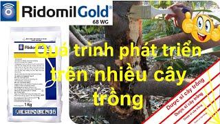 Ridomil Gold 68 WG Cách sử dụng trên cây trồng | Syngenta | VFC | thuốc trừ bệnh