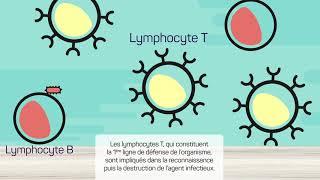 Le système immunitaire