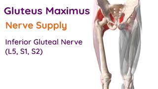 Gluteus Maximus Muscle - Anatomy Exam Revision #shorts