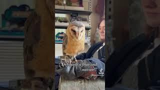 Hector the barn owl #birds #falconry #barnowl #owl