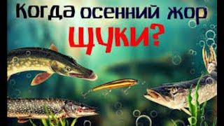 Когда начнётся осенний жор щуки?