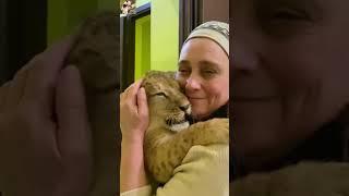 Celebrating the 4 month old lion cub. #lioncubs #zoo #animaldocumentary #adorable #zoo