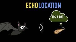 Echolocation & S.O.N.A.R
