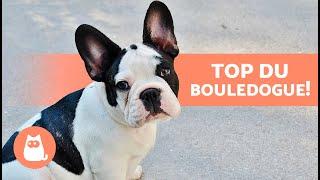 AVANTAGES d'avoir un BOULEDOGUE FRANÇAIS ️ (Top 8 des raisons)