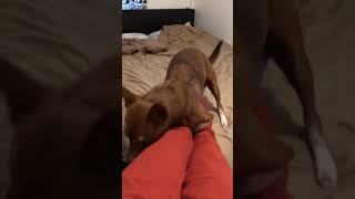 I let my dog hump my leg for 24 hours