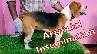 HOW TO DO ARTIFICIAL INSEMINATION IN DOGS |#mating |#dogmating |#dogmatika |#artificialinsemination