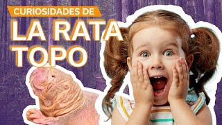 Rata Topo  | Curiosidades del animal que no envejece