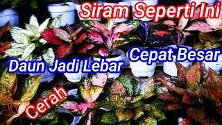 Cara Menyiram Aglaonema Agar Subur Daun Lebar