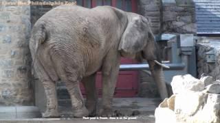 Philadelphia Zoo Elephants Outside In Snow