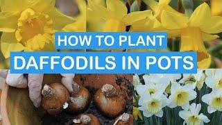 HOW TO PLANT DAFFODILS IN POTS STEP-BY-STEP