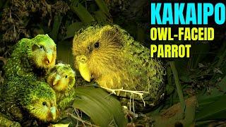 Kakapo – Pappagallo dal muso di gufo in pericolo critico della Nuova Zelanda