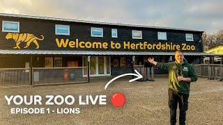 Your Zoo LIVE: Lions