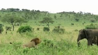 Male lion charges at an elephant to protect his lioness