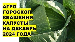 ДЕКАБРЬ 2024: КОГДА ПРИГОТОВИТЬ ВКУСНУЮ КВАШЕНУЮ КАПУСТУ?