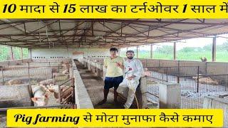 10 मादा से 15 लाख का टर्नओवर 1 साल में Pig farming से मोटा मुनाफा कैसे कमाए। Pig farm Rajasthan #nlm