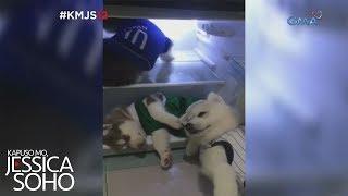 Kapuso Mo, Jessica Soho: Husky puppies, cool dogs!