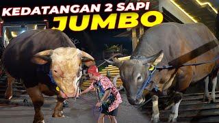 TOTAL BARU 4 SAPI JUMBO YANG DATANG ‼️SIAPA LAGI YA..?